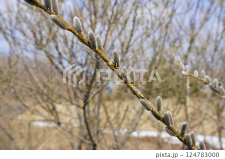 ネコヤナギの春 ネコヤナギの春 124783000