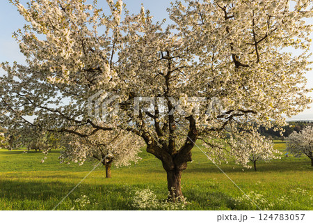 Close up of a flowering pear tree on a green meadow Close up of a flowering pear tree on a green meadow 124783057