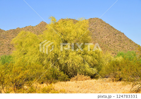 San Tan Mountains Sonora Desert Arizona San Tan Mountains Sonora Desert Arizona 124783331