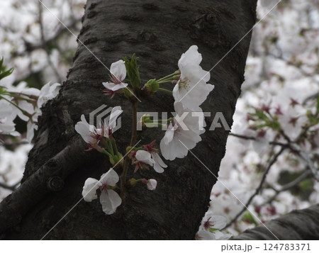 桜、幹から生える数輪の花、東京都大田区東雪谷「呑川」沿い桜並木 124783371