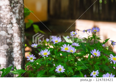 ミヤコワスレ ミヤコワスレ 124783421