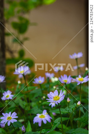 ミヤコワスレ ミヤコワスレ 124783422