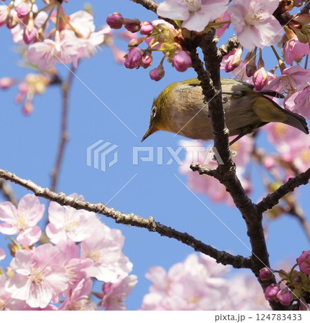 河津桜の枝に止まる美しいメジロ　春 124783433