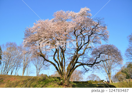 埼玉県大里郡寄居町鉢形　鉢形城の朝一番の氏邦桜（うじくにざくら） 124783487