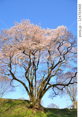 埼玉県大里郡寄居町鉢形 鉢形城の朝一番の氏邦桜(うじくにざくら) 埼玉県大里郡寄居町鉢形 鉢形城の朝一番の氏邦桜(うじくにざくら) 124783489