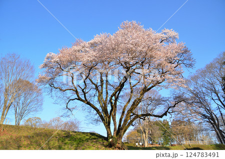 埼玉県大里郡寄居町鉢形　鉢形城の朝一番の氏邦桜（うじくにざくら） 124783491