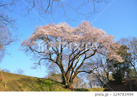 埼玉県大里郡寄居町鉢形 鉢形城の朝一番の氏邦桜(うじくにざくら) 埼玉県大里郡寄居町鉢形 鉢形城の朝一番の氏邦桜(うじくにざくら) 124783494