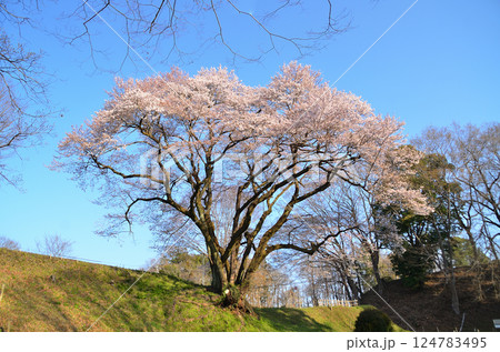 埼玉県大里郡寄居町鉢形 鉢形城の朝一番の氏邦桜(うじくにざくら) 埼玉県大里郡寄居町鉢形 鉢形城の朝一番の氏邦桜(うじくにざくら) 124783495