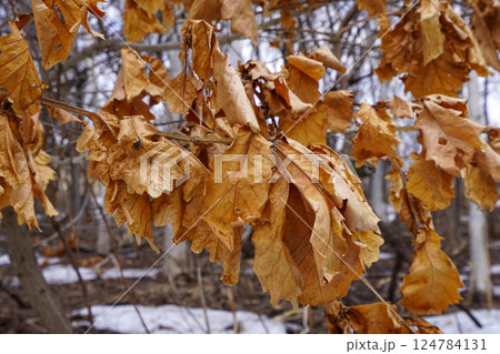 新芽が出るまでくっついている柏の葉っぱ 124784131