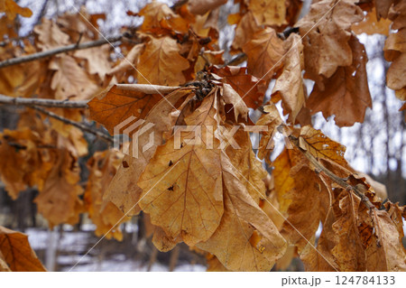新芽が出るまでくっついている柏の葉っぱ 新芽が出るまでくっついている柏の葉っぱ 124784133