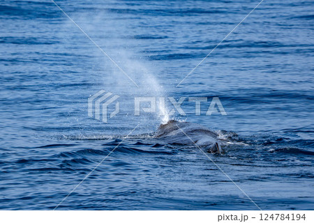 Physeter macrocephalus spermwhale in mediterranean sea Physeter macrocephalus spermwhale in mediterranean sea 124784194