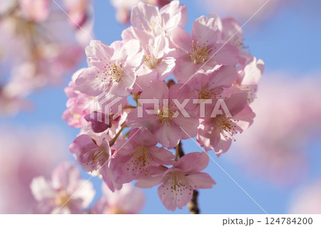 早春の陽光を浴びて輝く満開のふんわり河津桜 青空 早春の陽光を浴びて輝く満開のふんわり河津桜 青空 124784200