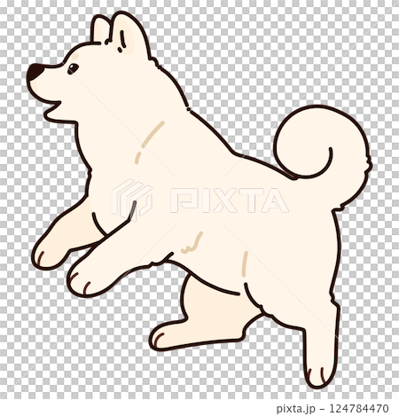 ジャンプするシンプルで可愛い白い秋田犬のイラスト　主線あり 124784470