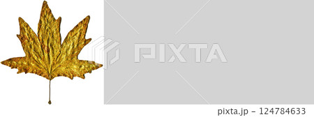 Sycamore autumn leaf, autumn leaf of plane tree different colors, isolated on white background 124784633