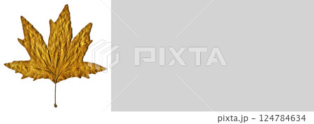 Sycamore autumn leaf, autumn leaf of plane tree different colors, isolated on white background Sycamore autumn leaf, autumn leaf of plane tree different colors, isolated on white background 124784634