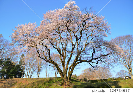 埼玉県大里郡寄居町鉢形　鉢形城の朝一番の氏邦桜（うじくにざくら） 124784657