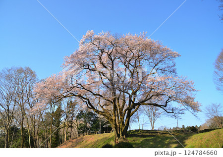 埼玉県大里郡寄居町鉢形　鉢形城の朝一番の氏邦桜（うじくにざくら） 124784660