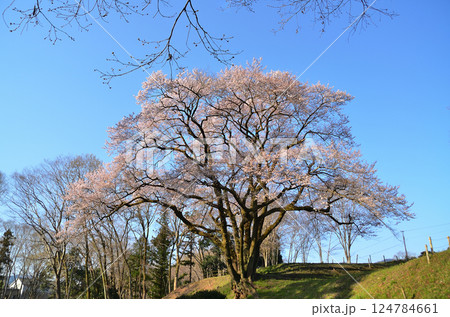埼玉県大里郡寄居町鉢形 鉢形城の朝一番の氏邦桜(うじくにざくら) 埼玉県大里郡寄居町鉢形 鉢形城の朝一番の氏邦桜(うじくにざくら) 124784661