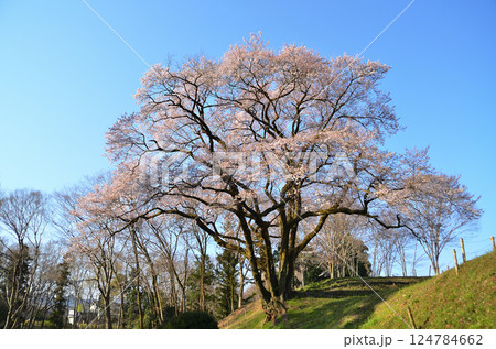 埼玉県大里郡寄居町鉢形　鉢形城の朝一番の氏邦桜（うじくにざくら） 124784662