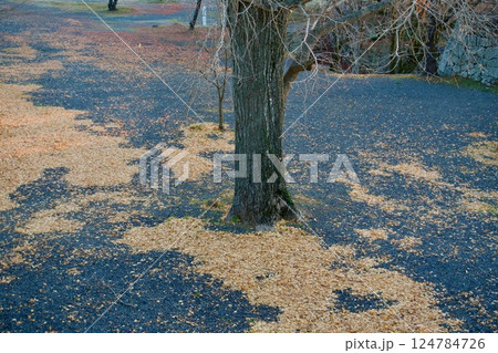 イチョウの落ち葉1 イチョウの落ち葉1 124784726