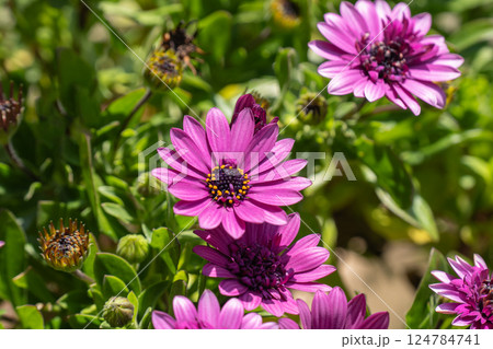 春に鮮やかに咲くオステオスペルマムの花 124784741