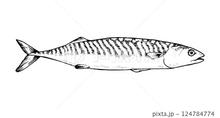 Vector illustration of a mackerel fish in black and white. This hand drawn line art sketch. For seafood packaging, culinary and marine designs. With a white isolated silhouette on the background Vector illustration of a mackerel fish in black and white. This hand drawn line art sketch. For seafood packaging, culinary and marine designs. With a white isolated silhouette on the background 124784774