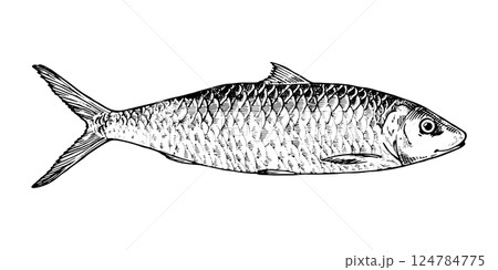 Vector illustration of a herring fish in black and white. This hand drawn sketch features detailed engraving. Perfect for seafood packaging, culinary designs and marine themes Vector illustration of a herring fish in black and white. This hand drawn sketch features detailed engraving. Perfect for seafood packaging, culinary designs and marine themes 124784775