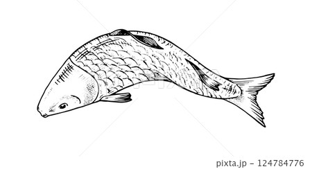 Vector illustration of a swimming fish in top view. This hand drawn sketch in black and white features intricate line art, perfect for seafood packaging and nature themed designs Vector illustration of a swimming fish in top view. This hand drawn sketch in black and white features intricate line art, perfect for seafood packaging and nature themed designs 124784776
