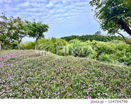 中都湿地公園 中都湿地公園 124784799