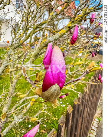 Pink Magnolia Bud on Branch, Spring Blossom Close-Up, Urban Garden. High quality photo Pink Magnolia Bud on Branch, Spring Blossom Close-Up, Urban Garden. High quality photo 124785133
