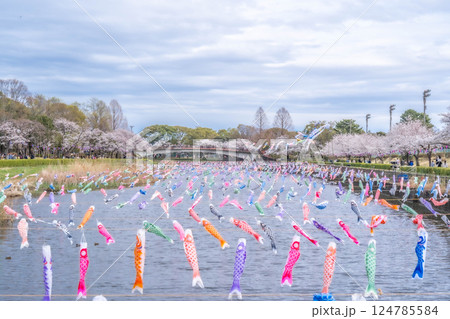 鶴生田川の桜と鯉のぼり 群馬県館林市 124785584