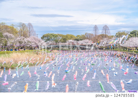 鶴生田川の桜と鯉のぼり 群馬県館林市 124785585