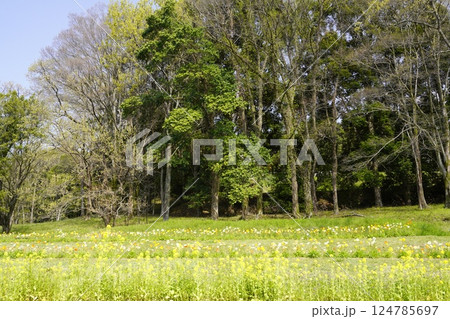 奈良飛鳥路 菜の花畑と青い空 奈良飛鳥路 菜の花畑と青い空 124785697
