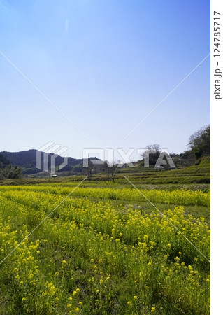 奈良飛鳥路　菜の花畑と青い空 124785717