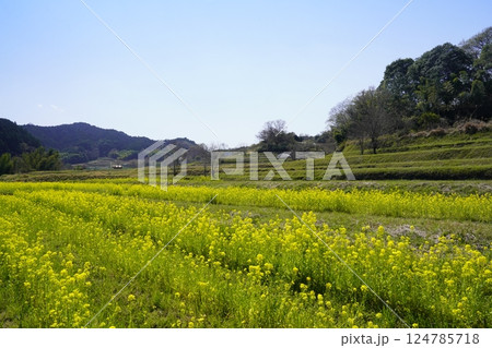 奈良飛鳥路　菜の花畑と青い空 124785718