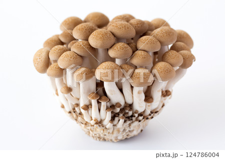 ぶなしめじ 124786004