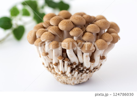 ぶなしめじ 124786030