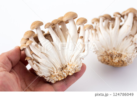 ぶなしめじ 124786049