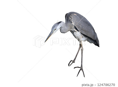 Young gray heron (Ardea cinerea) isolated on white background Young gray heron (Ardea cinerea) isolated on white background 124786270