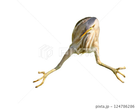 Female little bittern hunting in funny pose 124786286