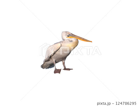 Rare footage close-up portraits of Dalmatian pelicans in breeding plumage isolated on white background Rare footage close-up portraits of Dalmatian pelicans in breeding plumage isolated on white background 124786295