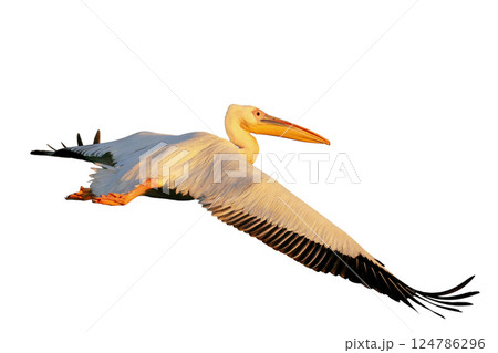 White pelican flight toward sunrise 124786296