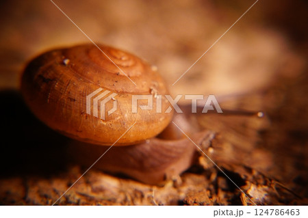 Snail in leaf with tropical . Snail on dry leaf. slow animals 124786463