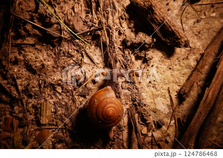 Snail in leaf with tropical . Snail on dry leaf. slow animals Snail in leaf with tropical . Snail on dry leaf. slow animals 124786468