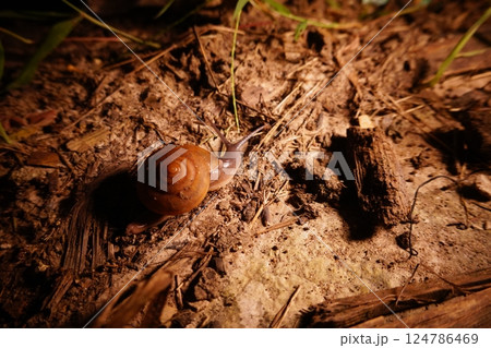 Snail in leaf with tropical . Snail on dry leaf. slow animals Snail in leaf with tropical . Snail on dry leaf. slow animals 124786469