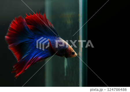 Betta, aqua blue and red color. Siamese fighting fish on dark background. 124786486