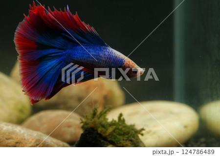 Betta, aqua blue and red color. Siamese fighting fish on dark background. Betta, aqua blue and red color. Siamese fighting fish on dark background. 124786489