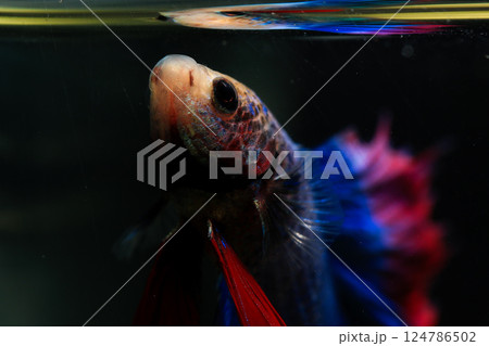 Betta, aqua blue and red color. Siamese fighting fish on dark background. 124786502
