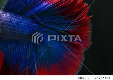 Betta, aqua blue and red color. Siamese fighting fish on dark background. 124786503
