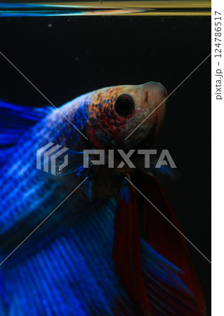 Betta, aqua blue and red color. Siamese fighting fish on dark background. 124786517